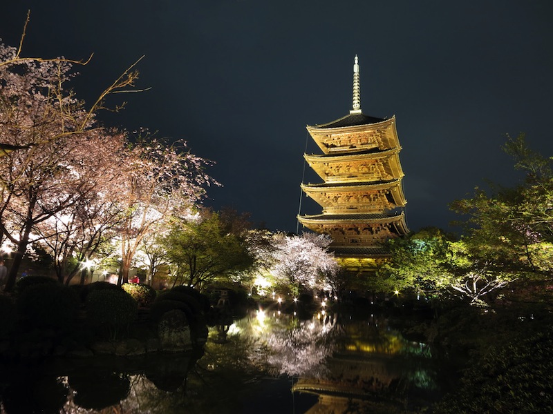 東寺 春のライトアップ