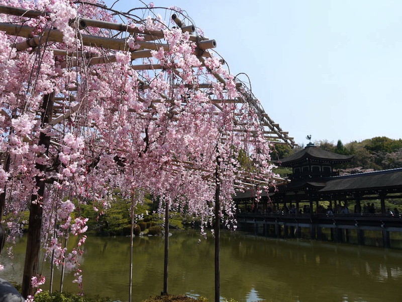 平安神宮の桜
