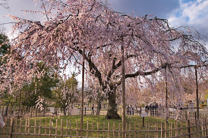 円山公園の桜