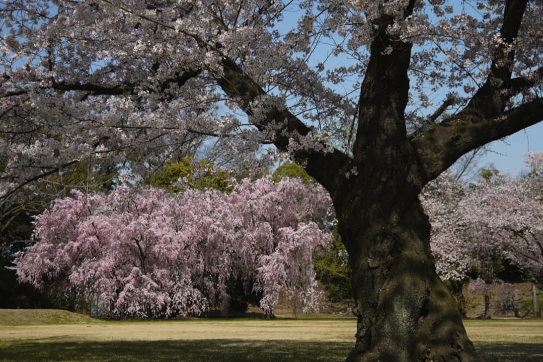 二条城の桜