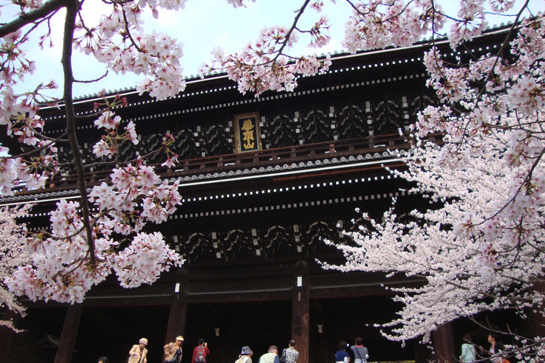 知恩院の桜