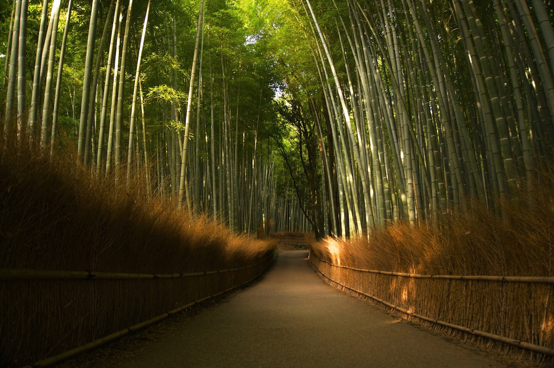 嵐山の竹林