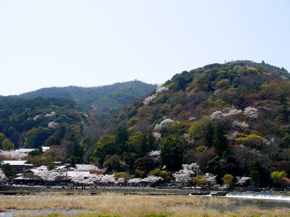 春の嵐山