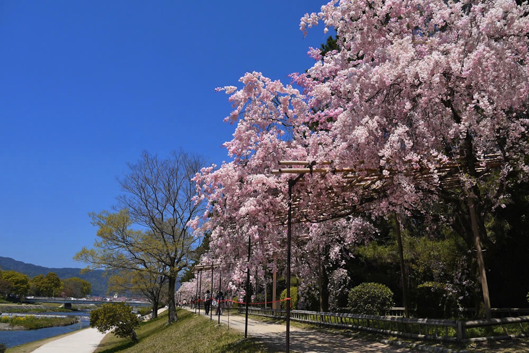 なからぎの道の桜