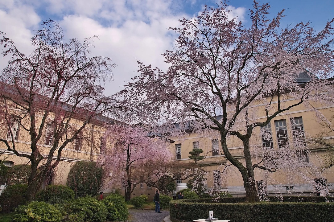 京都府庁の桜
