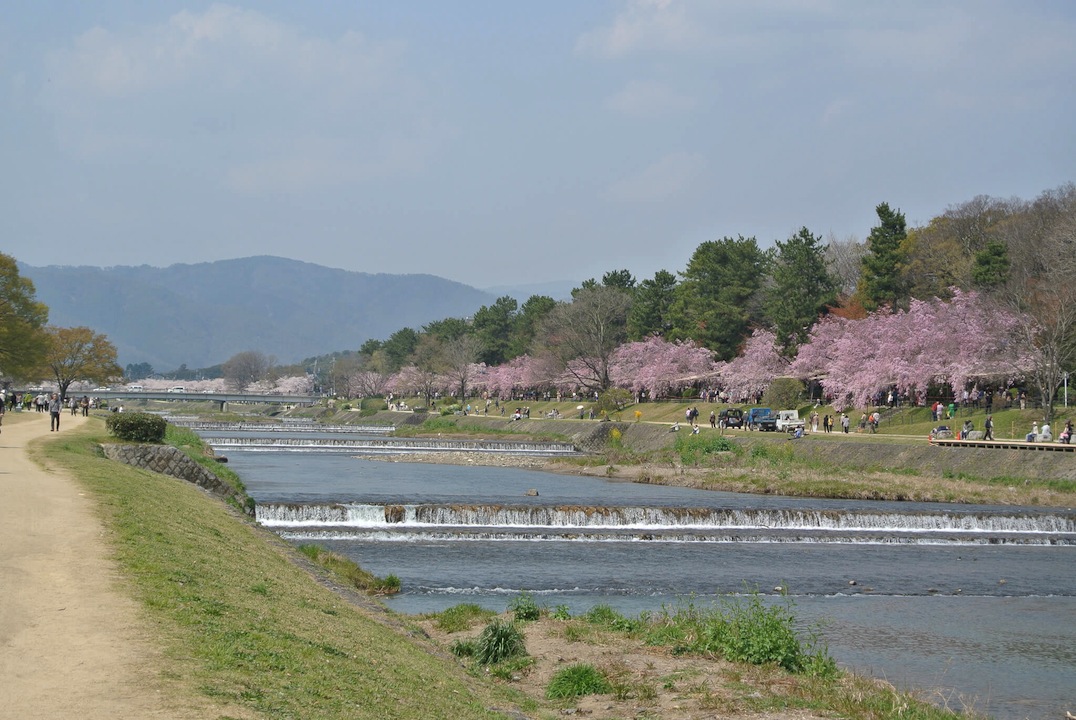 賀茂川沿いの桜