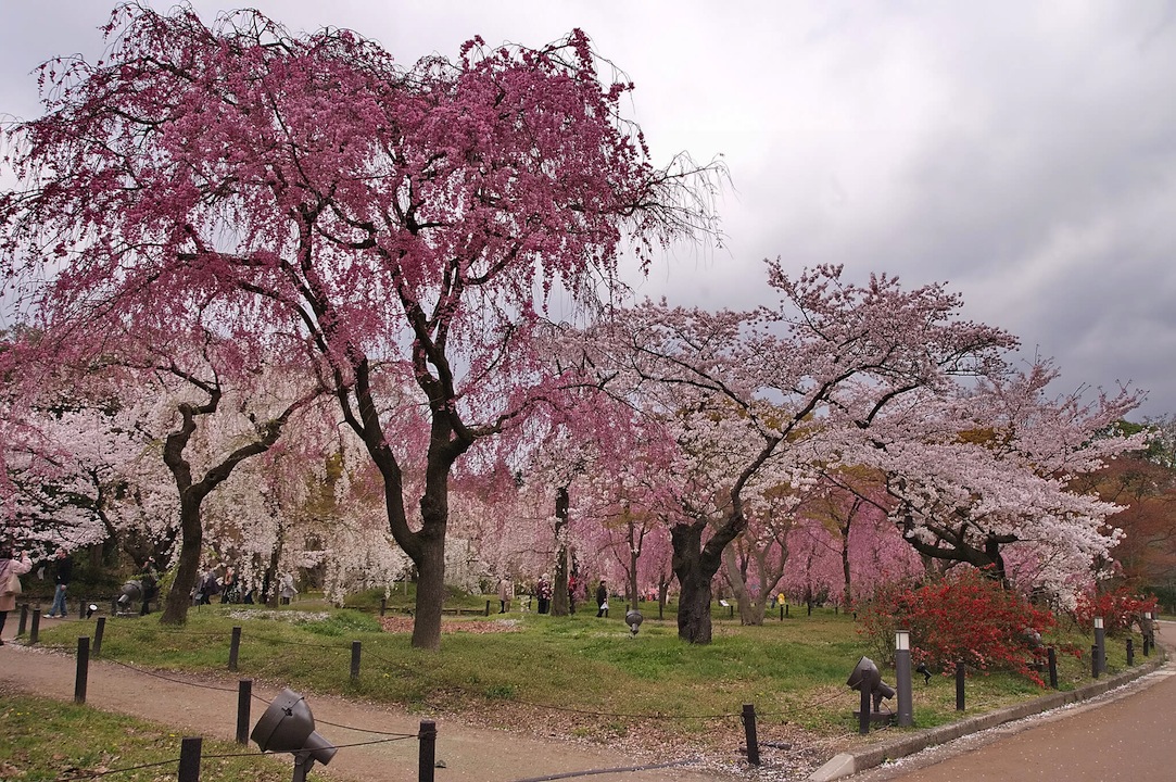 府立植物園の桜