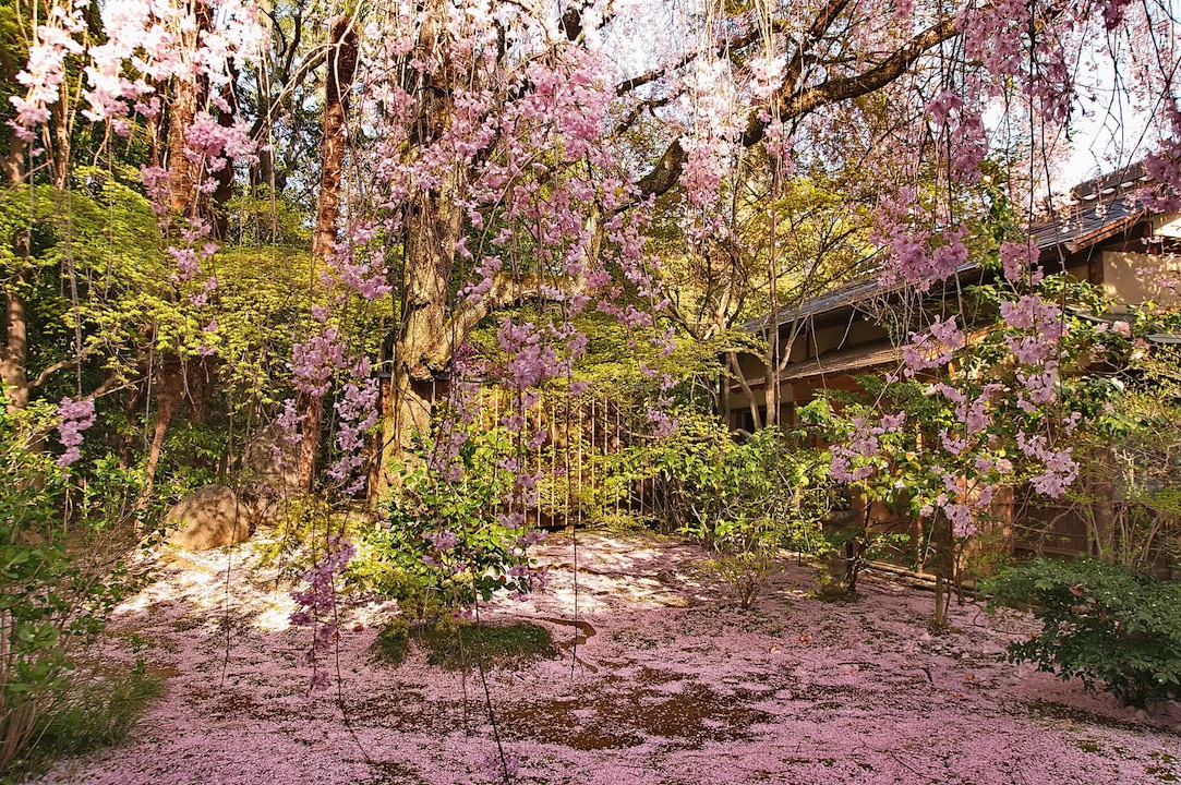 退蔵院の桜