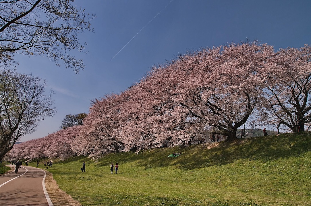 背割堤の桜