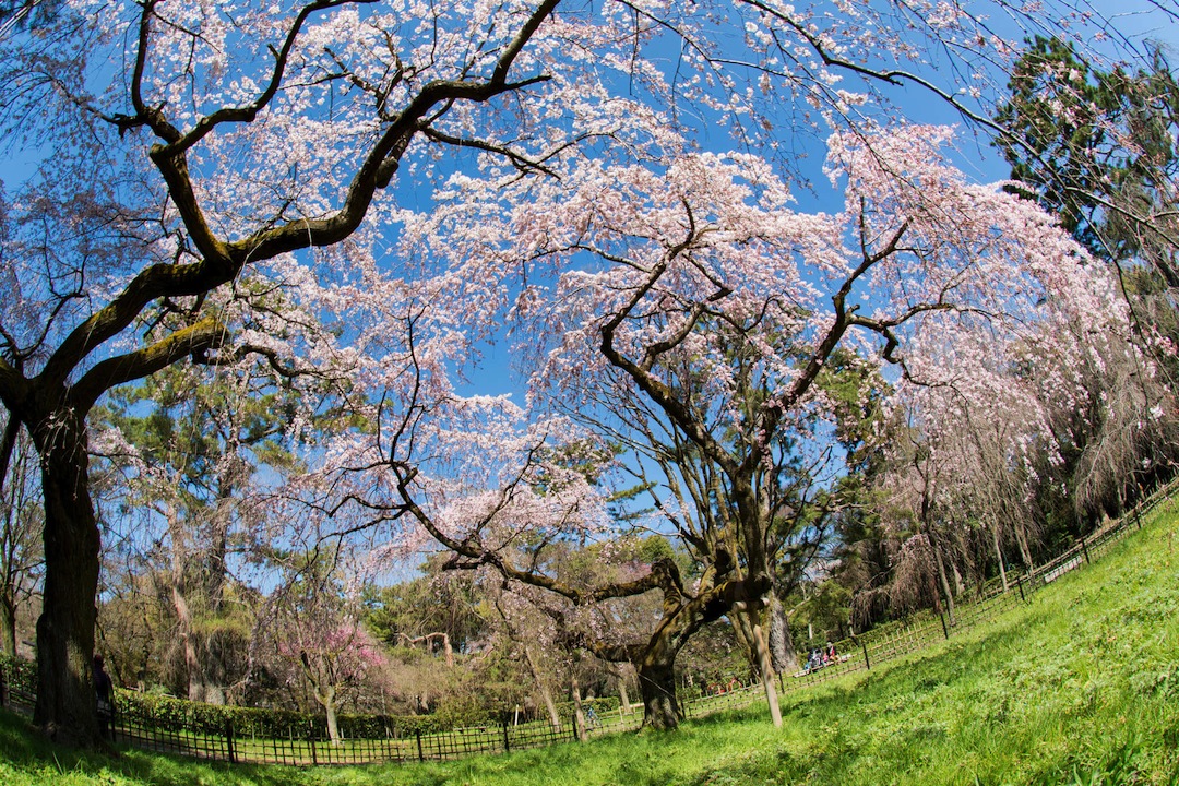 京都御所の桜