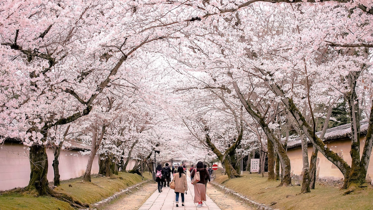 醍醐寺の桜
