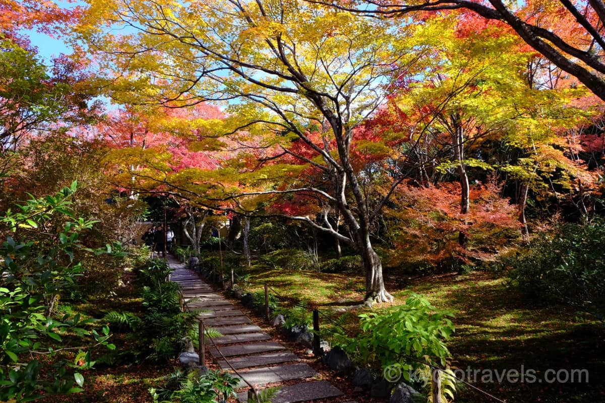宝筐院 紅葉のアーチがかかった石畳