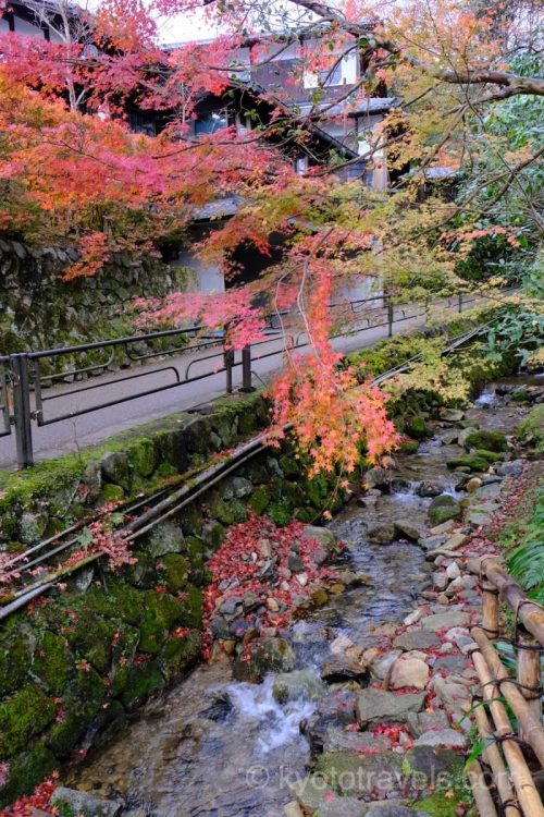 大原 三千院の参道に流れる呂川の紅葉