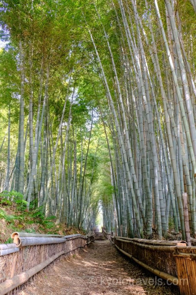 大原野神社の竹林 穂垣の道